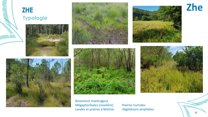 Visuels des types de zones humides effectives sur Seignosse