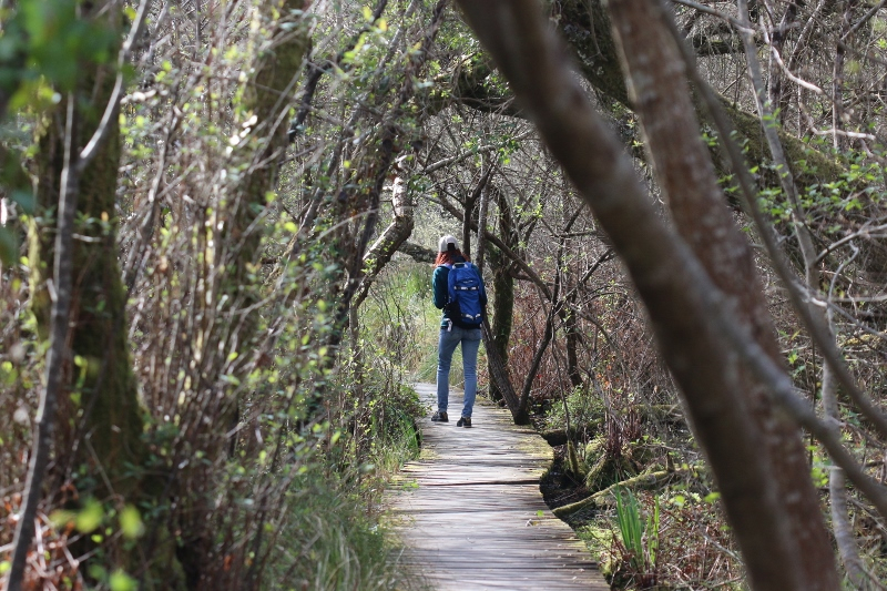 Cette visiteuse emprunte la passerelle de découverte au début du printemps