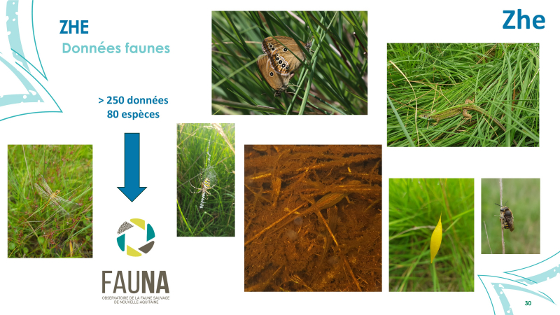 Visuels de quelques espèces animales associées aux zones humides effectives de Seignosse