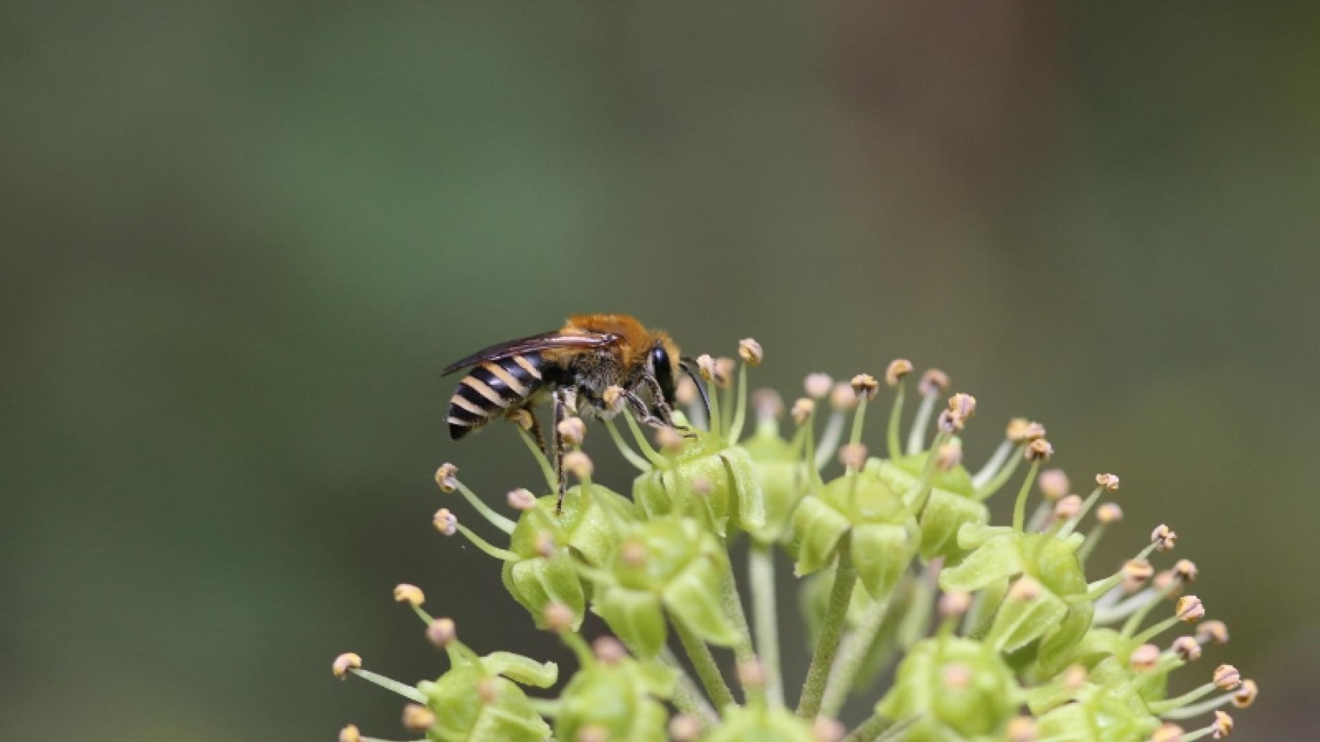 Abeille du Lierre se nourrissant en bordure de la passerelle de la réserve naturelle de l'étang Noir, comme de nombreuses autres abeilles sauvages !