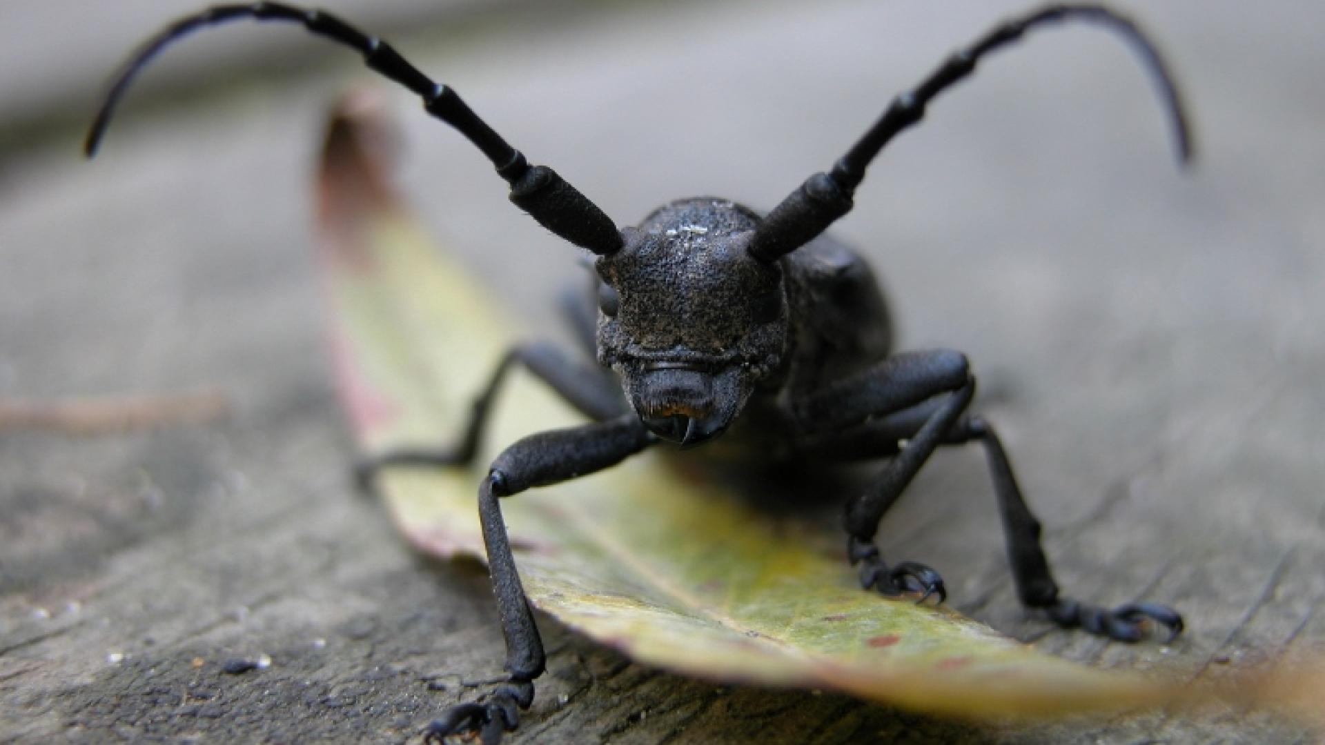 Le lamie tisserand : insecte lié à la présence de bois mort de Saule dans la réserve naturelle de l'étang Noir