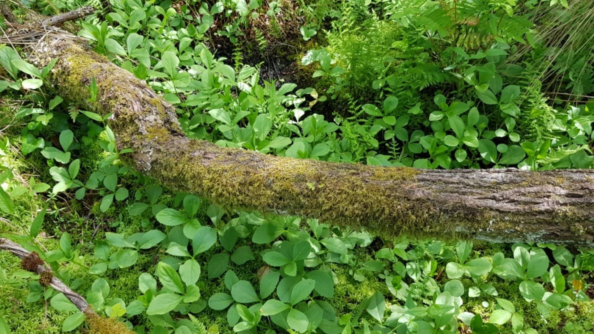 Herbier de Trèfle d'eau poussant sur sol tourbeux  dans le boisement marécageux de la réserve naturelle de l'étang Noir
