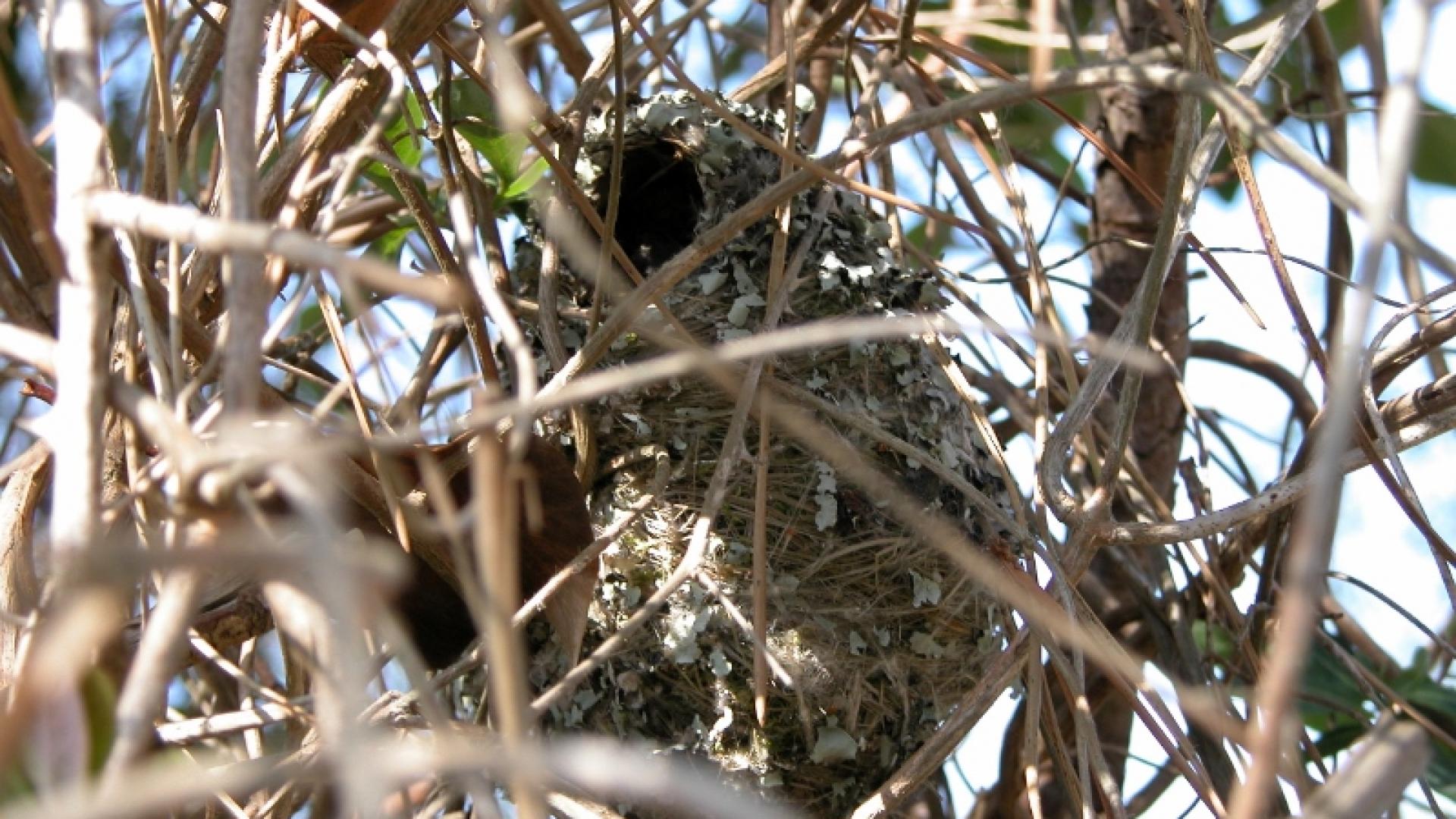 Nid de Mésange à longue queue camouflé dans le fouillis de la végétation et situé à 1m de haut juste à côté de la passerelle de découverte de la réserve naturelle de l'étang Noir