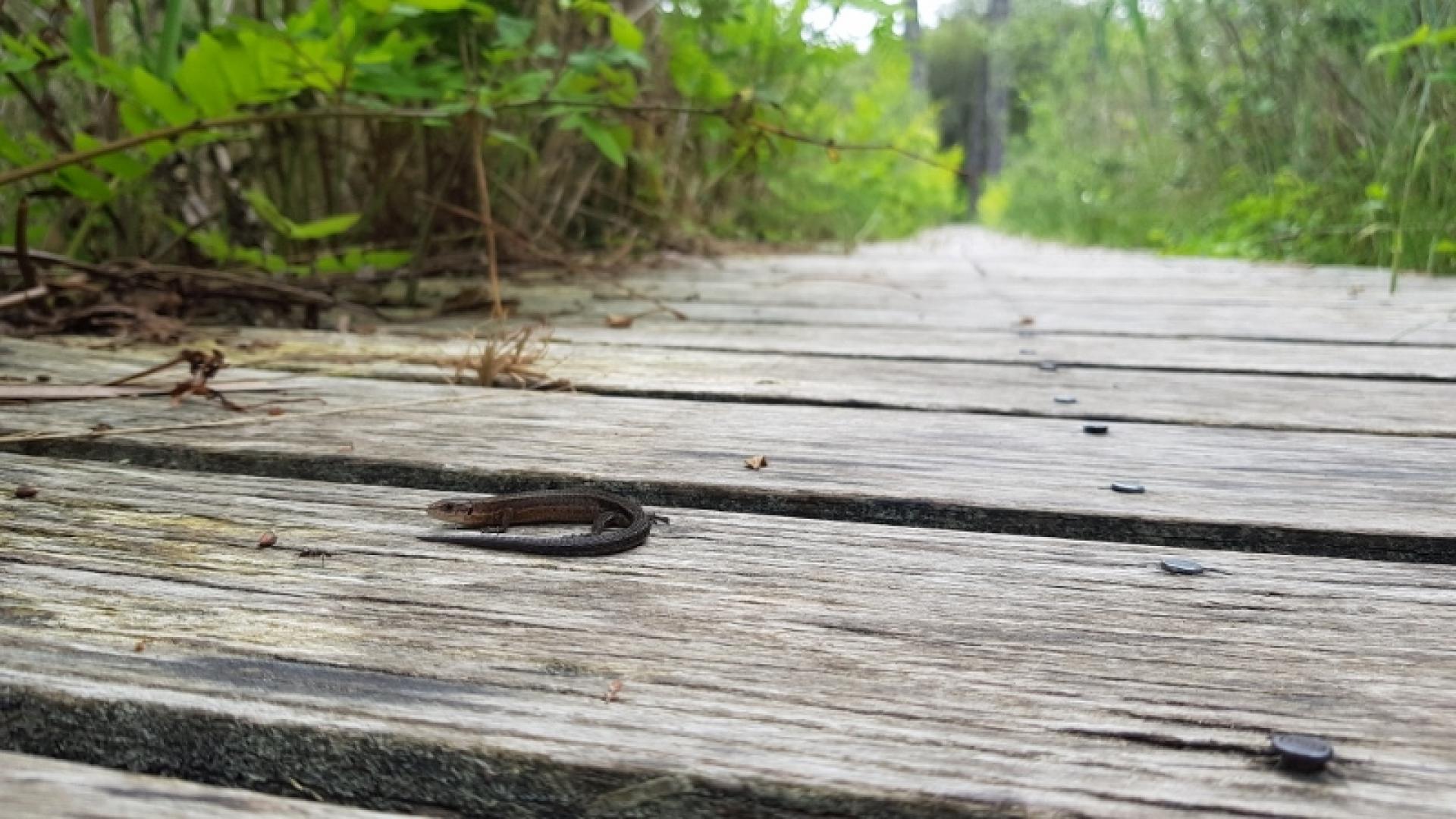 Lézard vivipare en chauffe sur la passerelle de découverte de la réserve naturelle de l'étang Noir