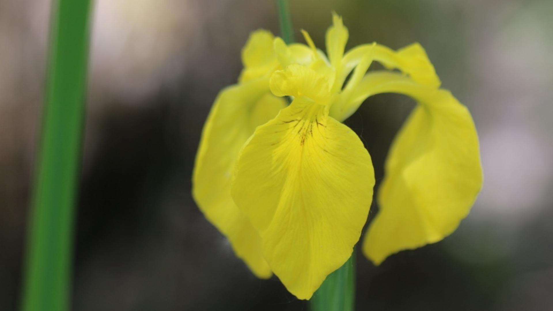 Iris des marécages apportant une touche de jaune au mois de mai dans la réserve naturelle de l'étang Noir