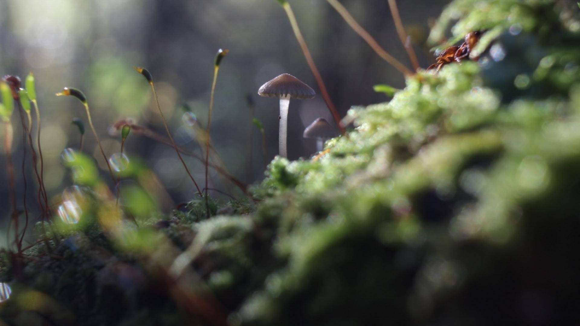 Champignon et mousse sur souche de bois mort (lieu de vie !) dans la réserve naturelle de l'étang Noir