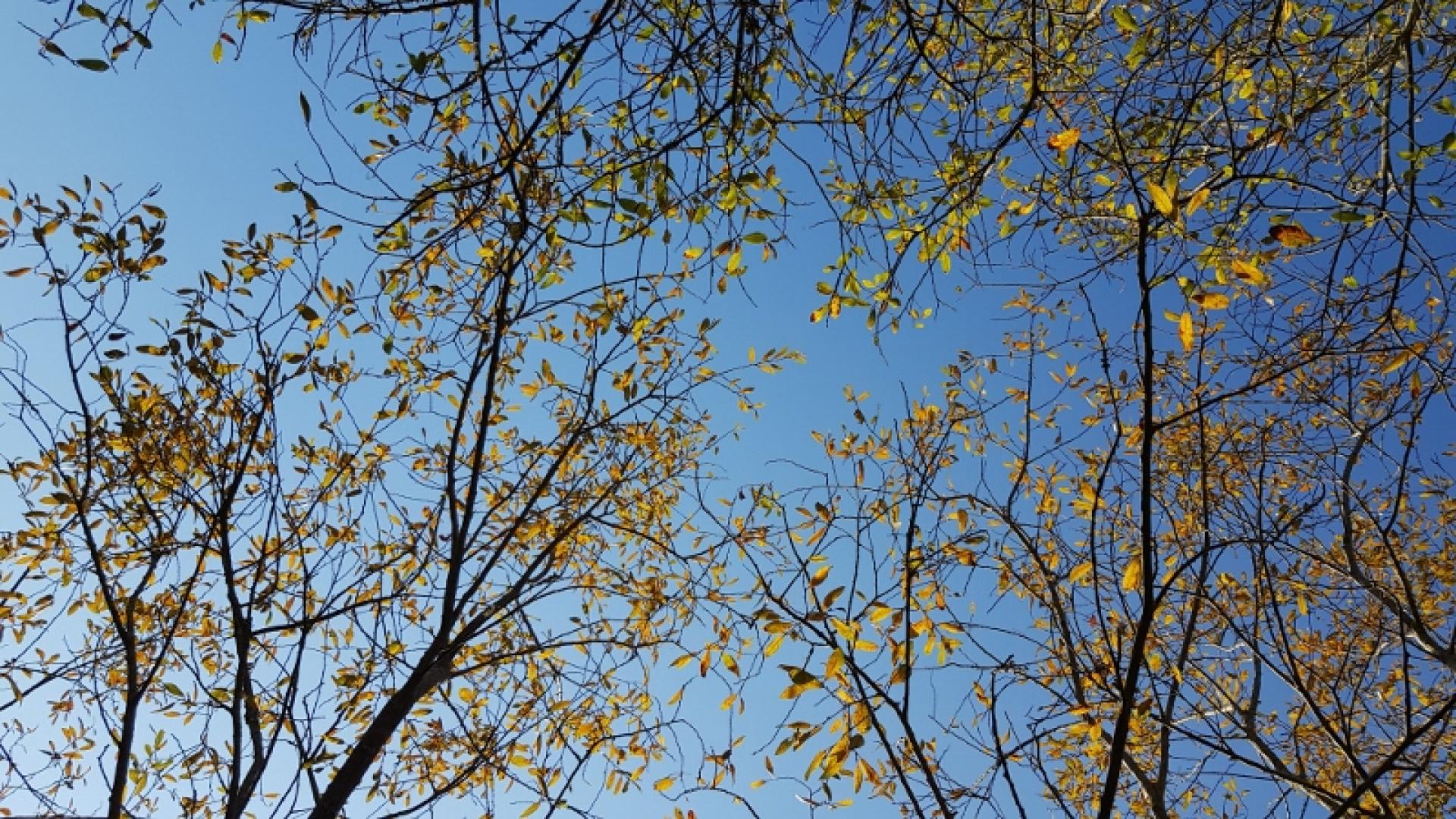 Saule roux à l'automne, essence très présente dans le boisement marécageux de la réserve naturelle de l'étang Noir
