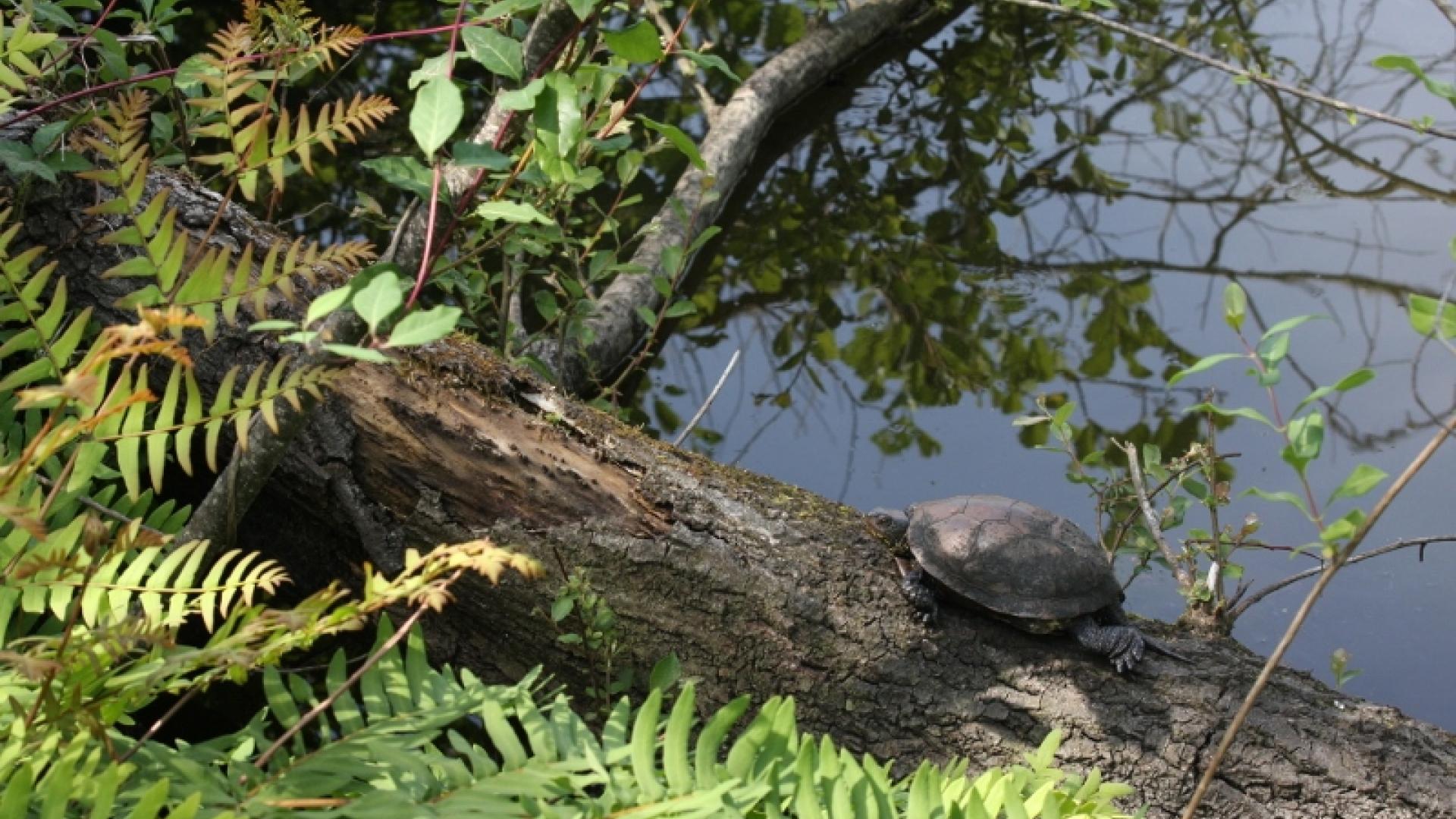 Cistude d'Europe en chauffe sur un tronc d'arbre tombé dans l'étang Noir, en bordure de la passerelle de découverte de la réserve naturelle de l'étang Noir
