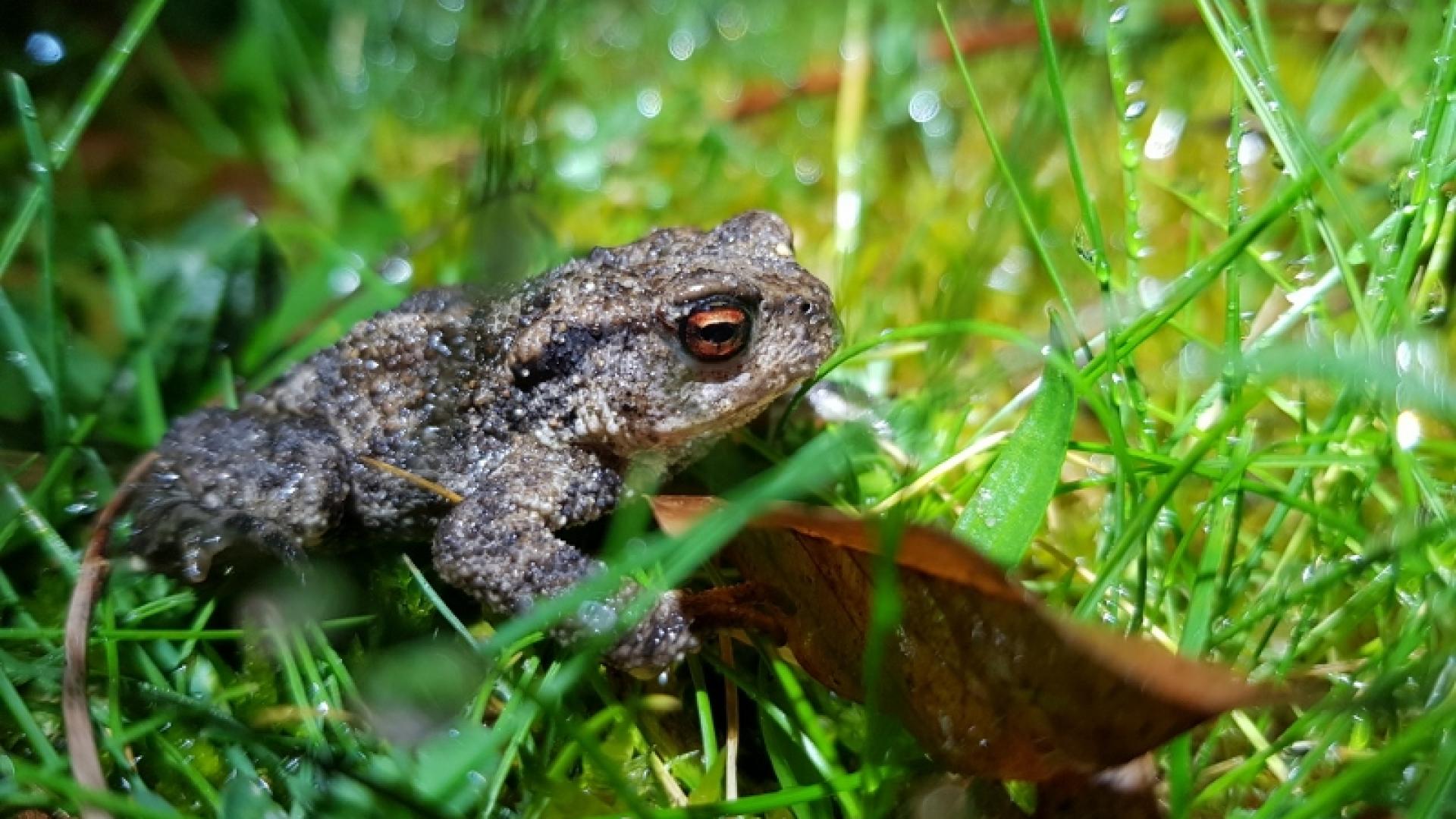 Crapaud épineux rejoignant le boisement marécageux de la réserve naturelle de l'étang Noir pour s'y reproduire