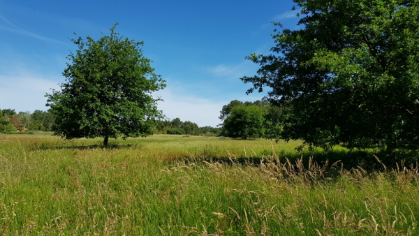 Vue sur une des prairies de la réserve naturelle de l'étang Noir au printemps