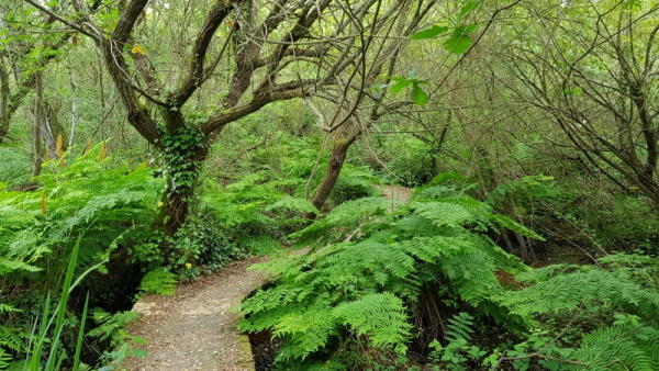 Marécage de la réserve naturelle de l'étang Noir avec son fouillis végétal dominé par les luxuriantes fougères Osmonde royale